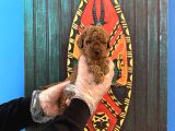 Tea Cup Kore Red Browne Poodle Yavrularimiz