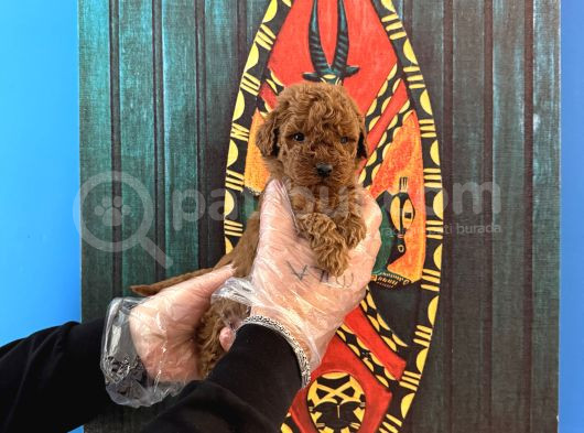 Tea Cup Kore Red Browne Poodle Yavrularimiz görsel