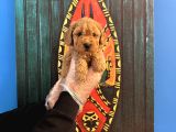 Oyuncak Surat Toy Poodle Yavrularimiz