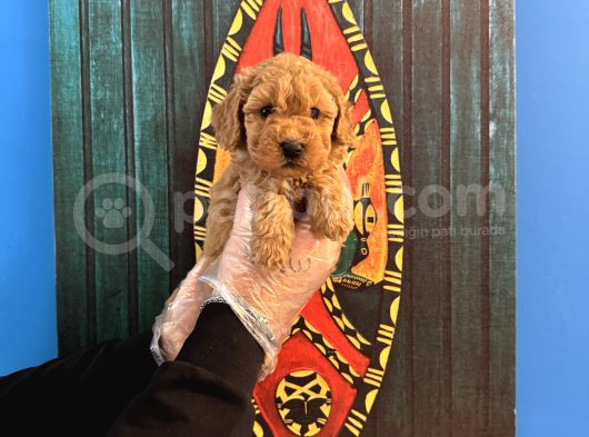 Oyuncak Surat Toy Poodle Yavrularimiz görsel