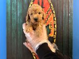 Oyuncak Surat Toy Poodle Yavrularimiz