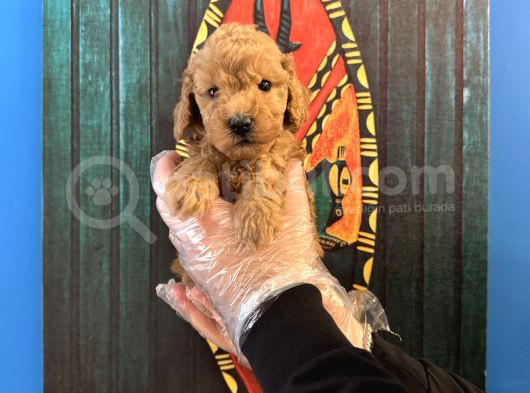 Oyuncak Surat Toy Poodle Yavrularimiz görsel