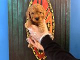 OYUNCAK SURAT TOY POODLE YAVRULARIMIZ