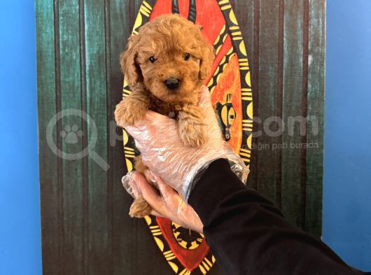 Oyuncak Surat Toy Poodle Yavrularimiz