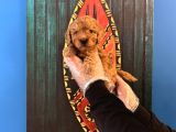 Oyuncak Surat Toy Poodle Yavrularimiz