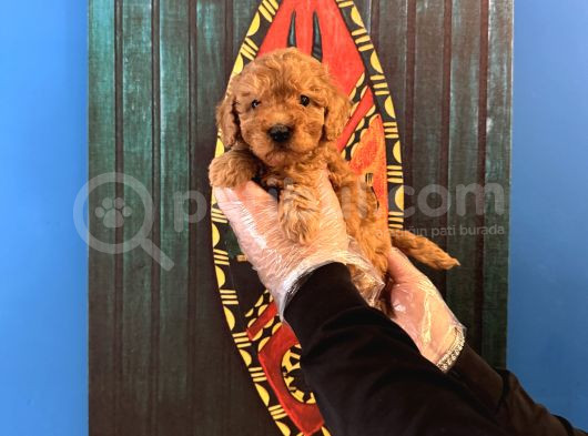 Oyuncak Surat Toy Poodle Yavrularimiz görsel