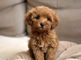 F1 tek renk maltipoo yavrular 