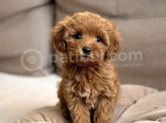 F1 Tek Renk Maltipoo Yavrular 