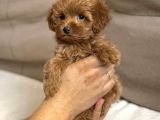 F1 Tek Renk Maltipoo Yavrular 
