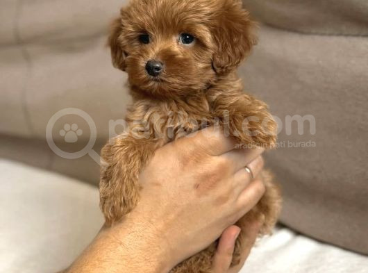 F1 Tek Renk Maltipoo Yavrular  görsel