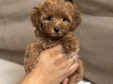 F1 Tek Renk Maltipoo Yavrular 