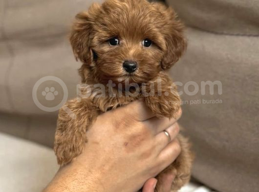 F1 Tek Renk Maltipoo Yavrular  görsel
