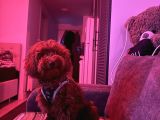 6 Aylık Dişi Poodle