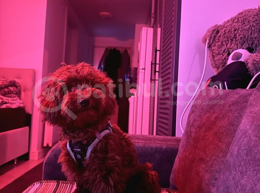 6 Aylık Dişi Poodle görsel