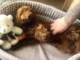 6 Aylık Dişi Poodle