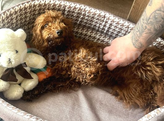 6 Aylık Dişi Poodle görsel