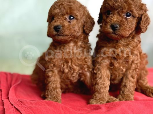 Toy Poodle Anne Altindan görsel