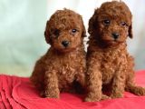 Toy Poodle Anne Altindan