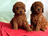 Toy Poodle Anne Altindan