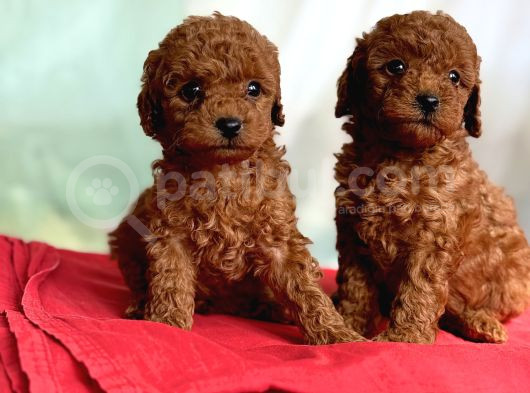 Toy Poodle Anne Altindan görsel