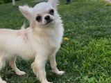 Teacup Dişi chihuahua yavru