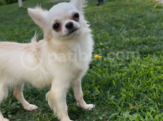 Teacup Dişi Chihuahua Yavru