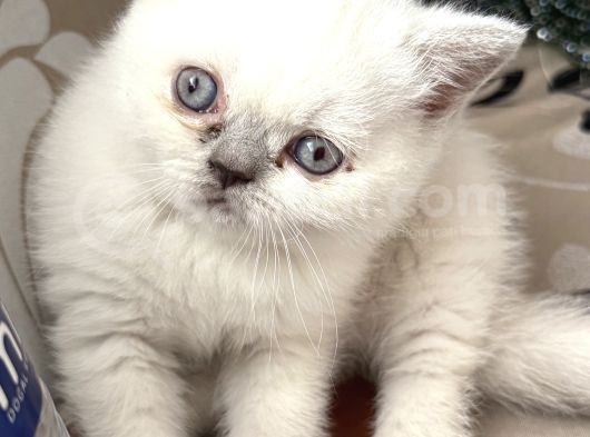 2Aylık Beyaz Dişi Yavru Kedi