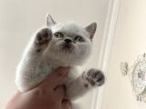 2Aylık Beyaz Dişi Yavru Kedi