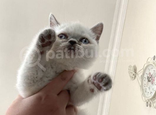 2Aylık Beyaz Dişi Yavru Kedi görsel