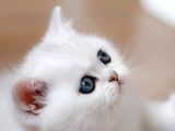 Buz mavisi gözleriyle Silver British Shorthair yavrumuz