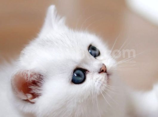 Buz Mavisi Gözleriyle Silver British Shorthair Yavrumuz