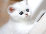 Buz Mavisi Gözleriyle Silver British Shorthair Yavrumuz