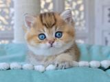 Siyah Altın Işıltılı Blackgolden British Shorthair Yavrumuz