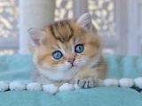 Siyah Altın Işıltılı Blackgolden British Shorthair Yavrumuz