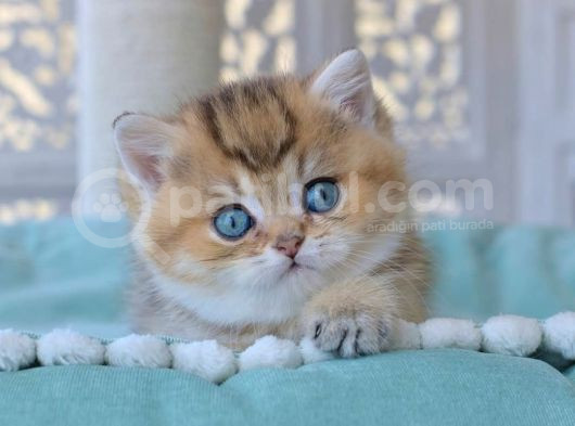 Siyah Altın Işıltılı Blackgolden British Shorthair Yavrumuz görsel
