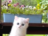 Buz Mavisi Gözleriyle Silver British Shorthair Yavrumuz