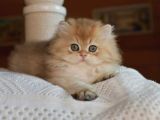 Golden Yeleli British Longhair Yavrumuz