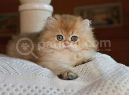 Golden Yeleli British Longhair Yavrumuz görsel