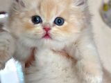 Buz Mavisi Gözleriyle Golden British Shorthair Yavrumuz