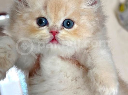 Buz Mavisi Gözleriyle Golden British Shorthair Yavrumuz görsel