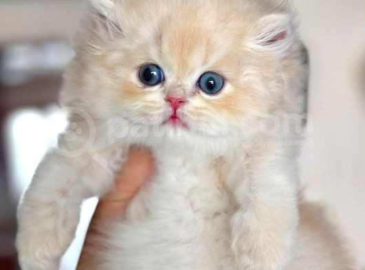 Buz Mavisi Gözleriyle Golden British Shorthair Yavrumuz görsel
