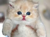 Buz Mavisi Gözleriyle Golden British Shorthair Yavrumuz