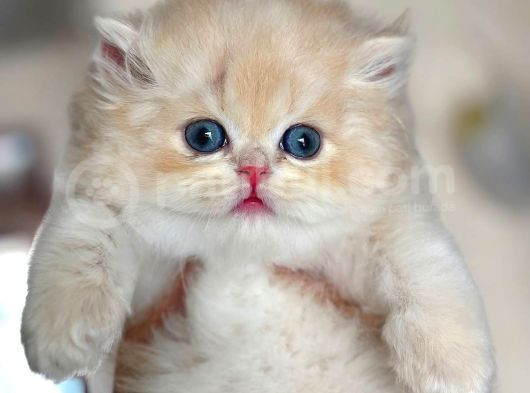 Buz Mavisi Gözleriyle Golden British Shorthair Yavrumuz görsel