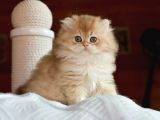 Golden Yeleli British Longhair Yavrumuz