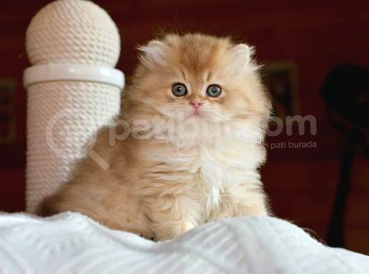 Golden Yeleli British Longhair Yavrumuz görsel