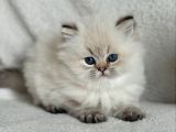 Masum Bakışlı Pamuk Bluepoint British Longhair Yavrumuz