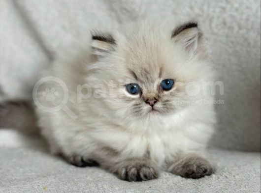 Masum Bakışlı Pamuk Bluepoint British Longhair Yavrumuz görsel