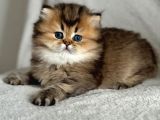 Yumuşak Tüyleriyle Blackgolden British Longhair Yavrumuz