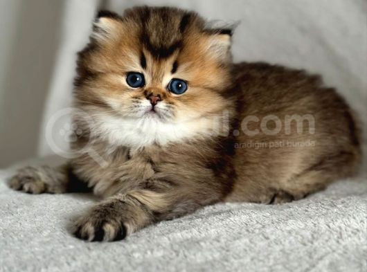 Yumuşak Tüyleriyle Blackgolden British Longhair Yavrumuz görsel