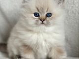 Masum Bakışlı Pamuk Bluepoint British Longhair Yavrumuz